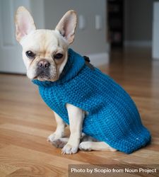 Light French bulldog wearing blue knit shirt 5R6MO5
