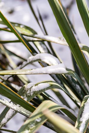 Leaves of yucca plant under the snow
