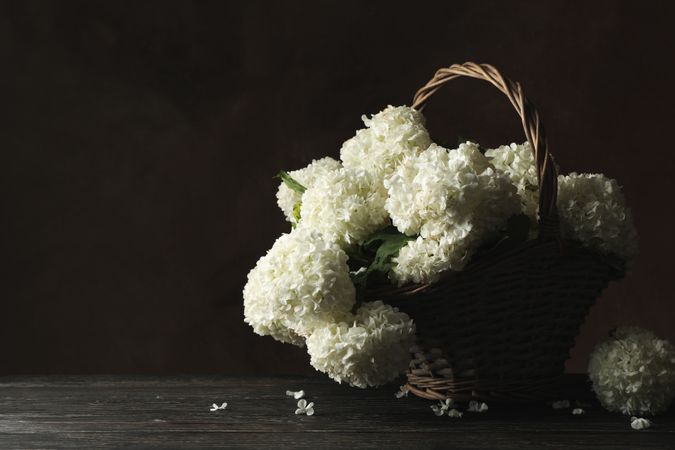 Wicker basket with hydrangea flowers. Spring plant