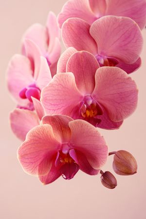 Delicate pink orchid on neutral background