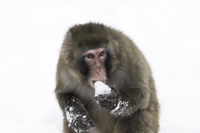 A snow monkey eating snow