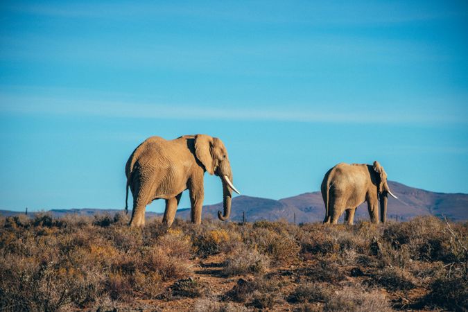 Two gray elephants near mountain