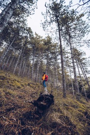 Female tourist standing next to fallen tree in forest