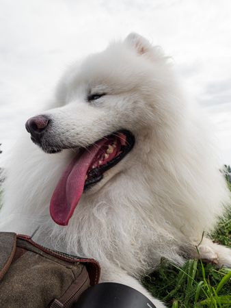 Beautiful dogs at an outdoor dog show.