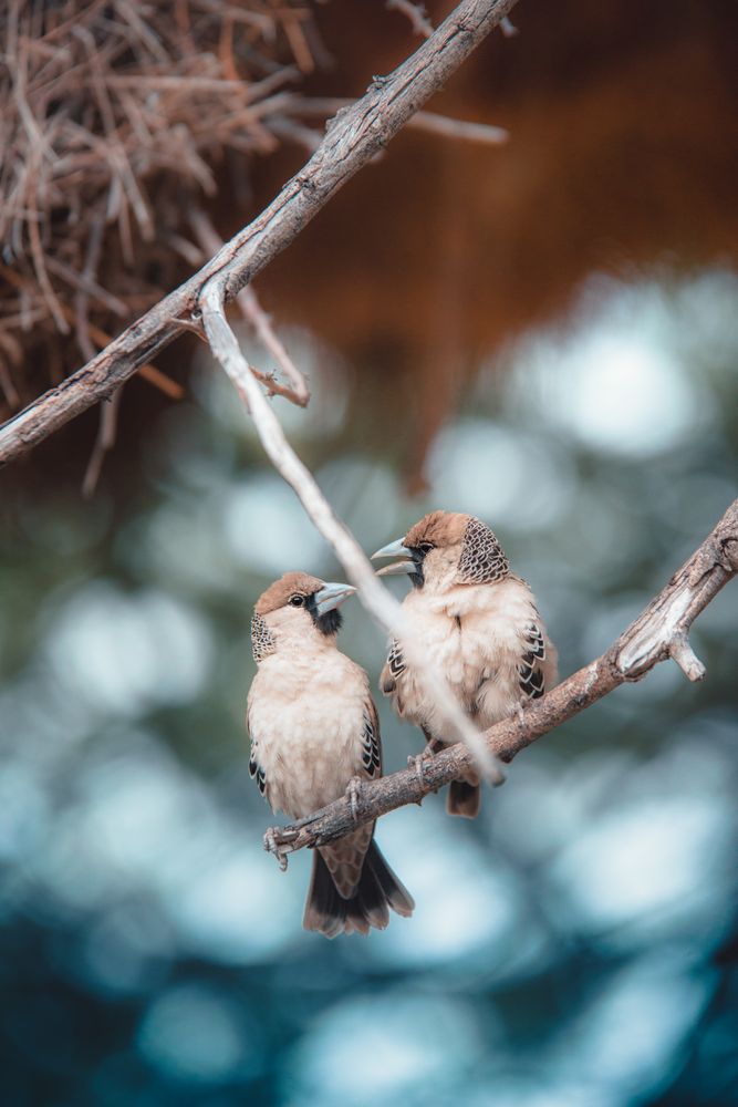 Two finches on twig