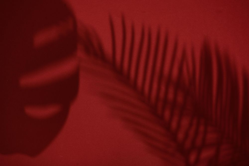 Top view of tropical leaf shadow on red background