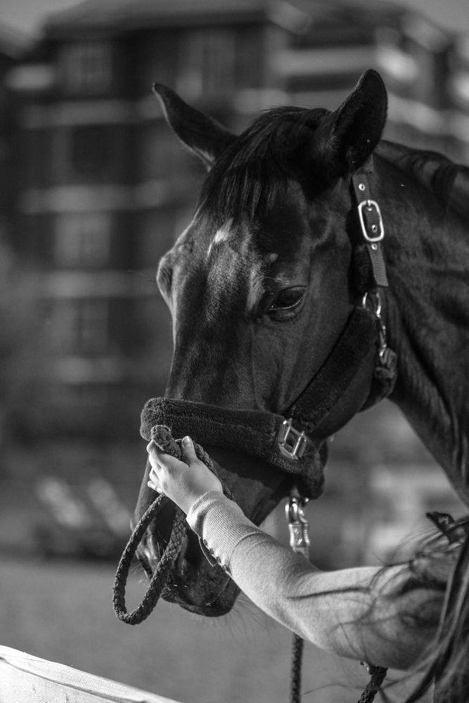 Grayscale photo of horse with leash on