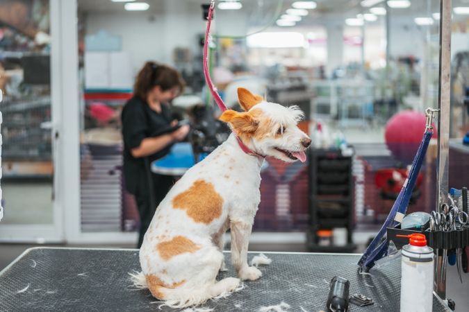 Obedient dog with short haircut