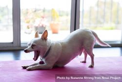 Chihuahua stretches and yawns on a yoga mat 4NyXe5