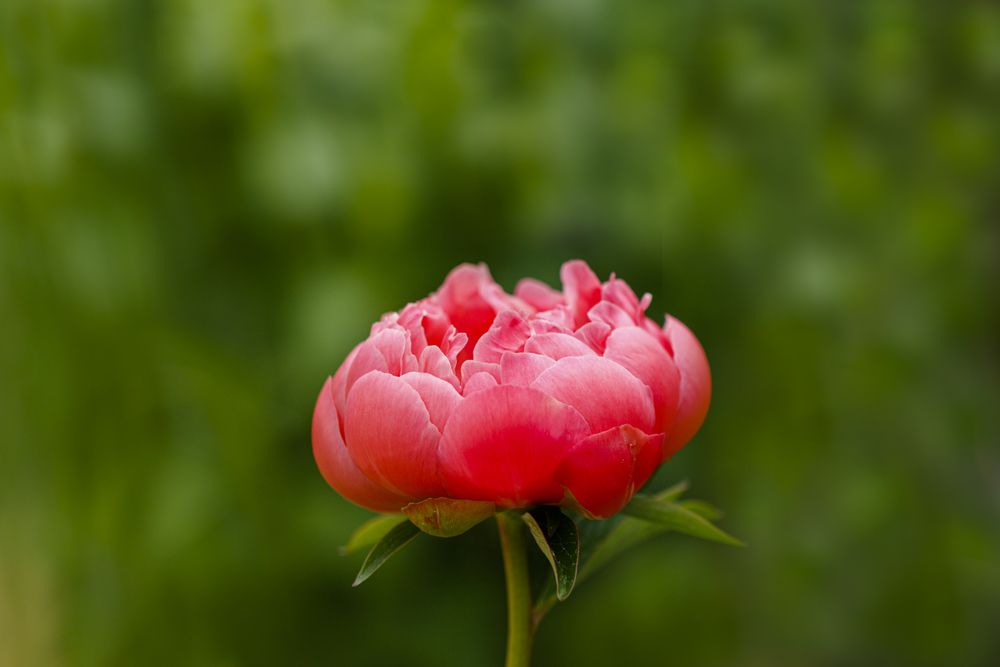 Side view of pink peony with yellow interior