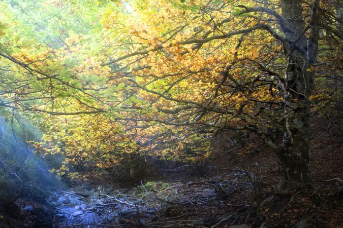 Beautiful tree on sunny day in autumn forest
