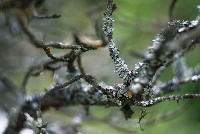 Small branches of trees