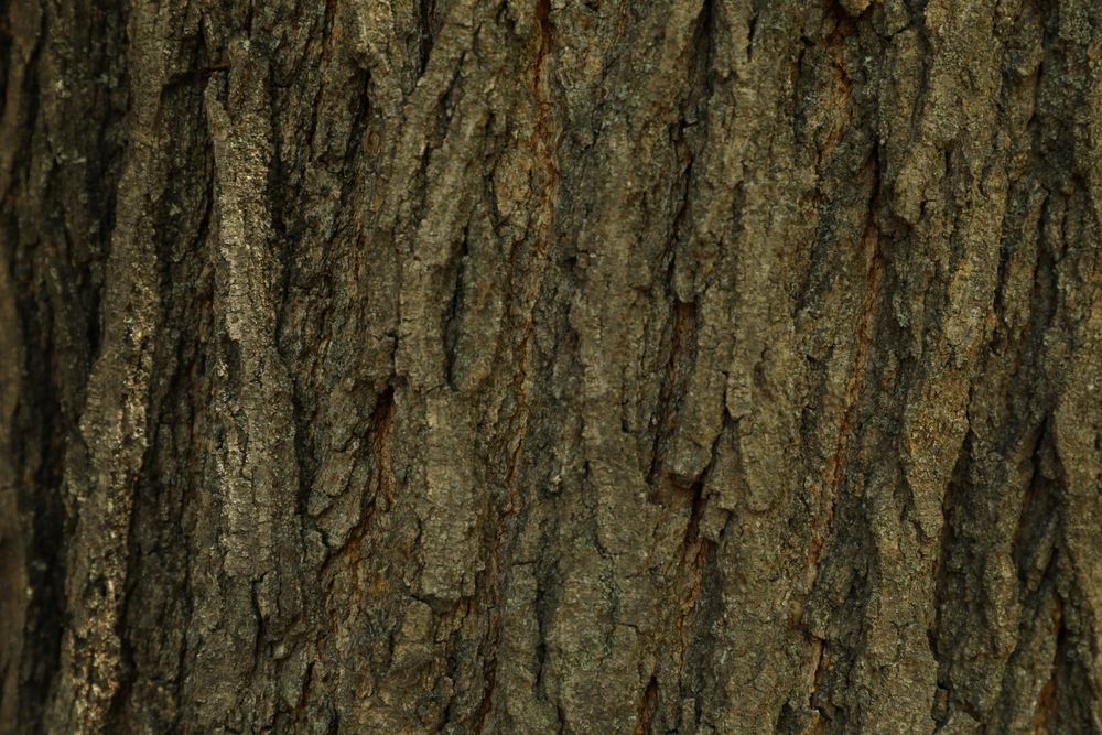 Bark of tree on whole background, close up