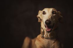 Alert attentive brown Sighthounds dog