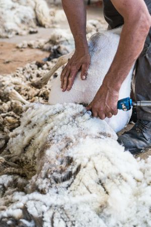Crop man shearing sheep in barn