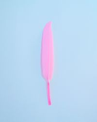 Pink feather on blue background