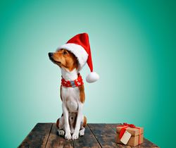 Dog in festive Santa hat and scarf sitting on wooden table with present looking away from camera