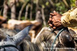 Hand holding the horn of the saddle riding a horse 56zPl5