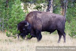 Large North American buffalo rubbing head against tree 5RamW0