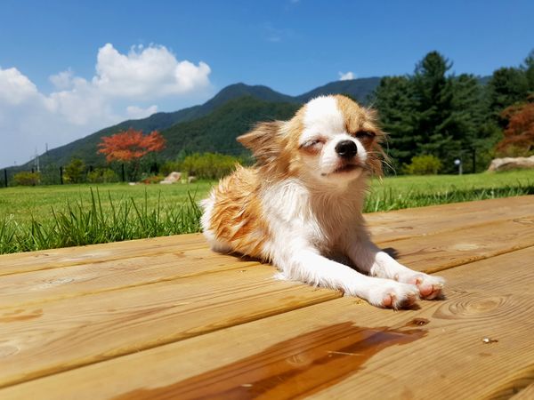 A long-haired Chihuahua is lying down on an outdoor wooden deck, eyes closed, enjoying the sunlight