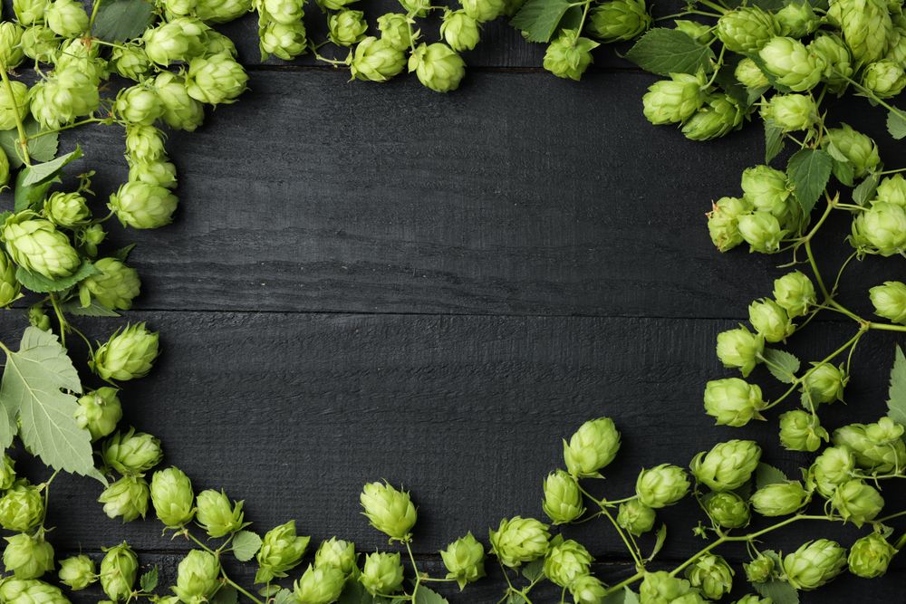 Lot of hops on wooden background, space for text