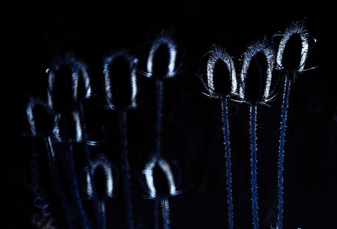 Grass on background of glowing circle