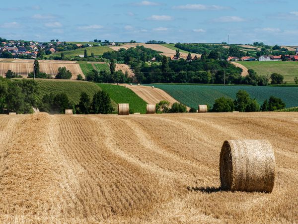 Cylinder-shaped hay bales in the fields of Alsace.