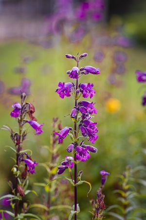 Stalk of dark purple flowers growing in field