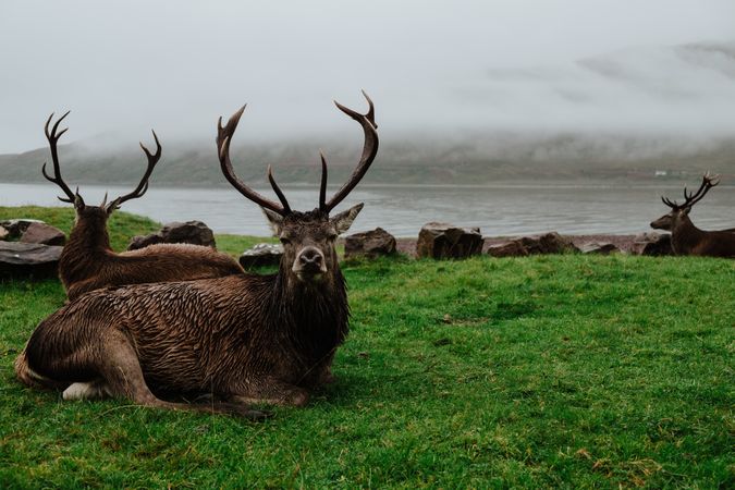 Herd of deers resting on grassy coast