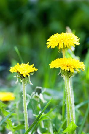 Yellow dandelion flowers with leaves in green grass