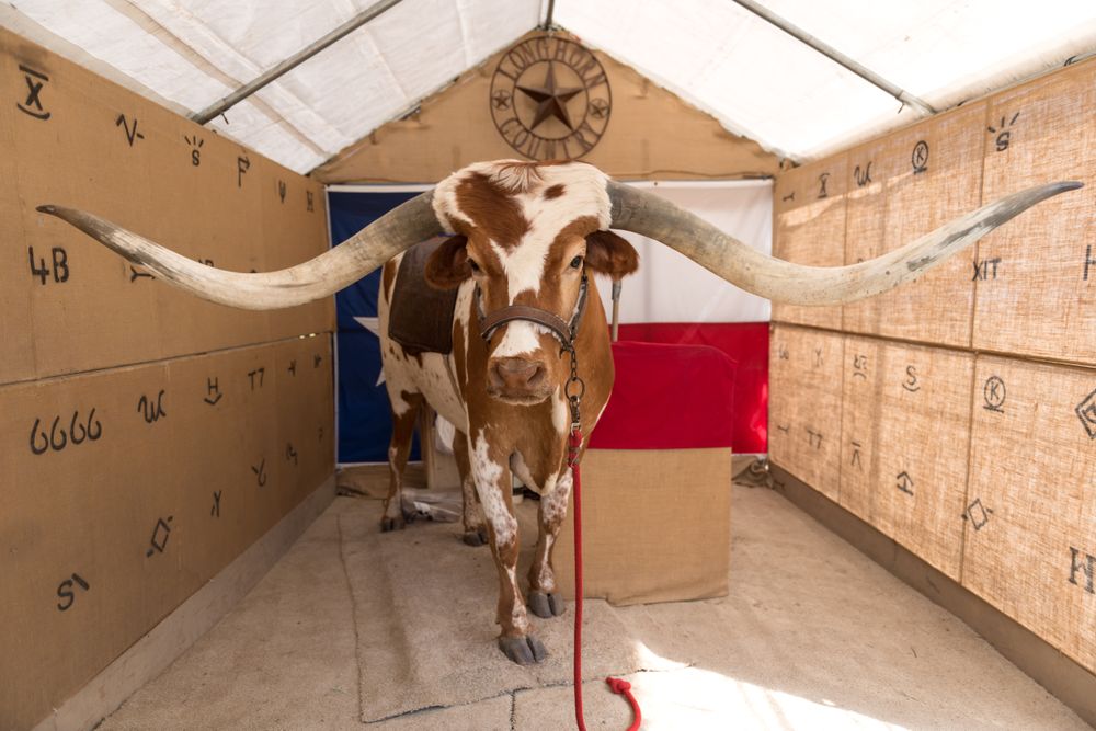 Prize longhorn steer (and his keeper) at the Zapata County Fair in Zapata, Texas