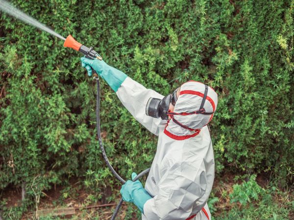 Fumigator in uniform spraying substance on garden