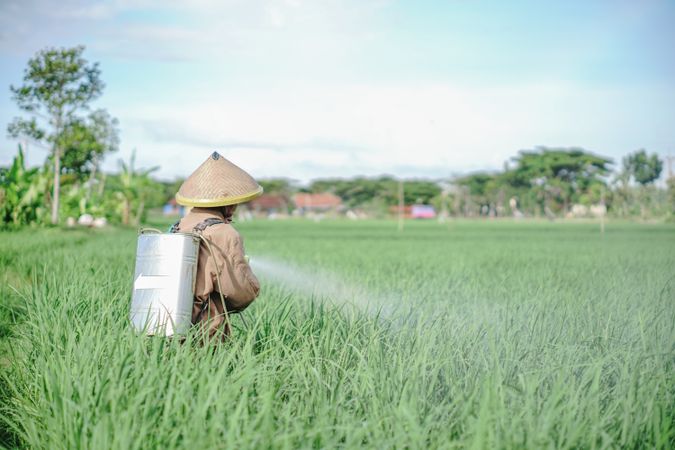 Asian male farmer spraying pesticide on rice green field
