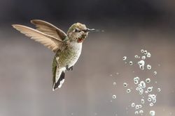Beautiful Immature Male Anna's Hummingbird Enjoying The Water Fountain