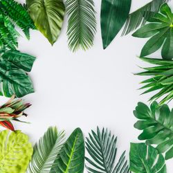 Tropical leaves on light background