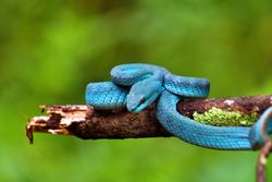 blue viper snake in the forest coiled around a tree trunk,