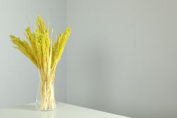 Vase of yellow reed grass in grey room with copy space