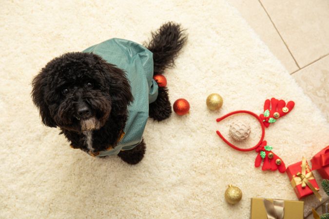 Concept of Merry Christmas, funny Christmas dog