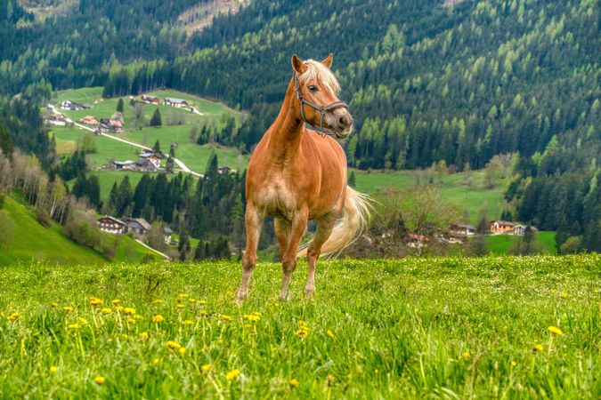 Majestic Horse in Alpine Meadow