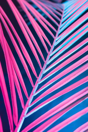 Tropical leaf in bold pink and blue gradient holographic neon colors on dark  background