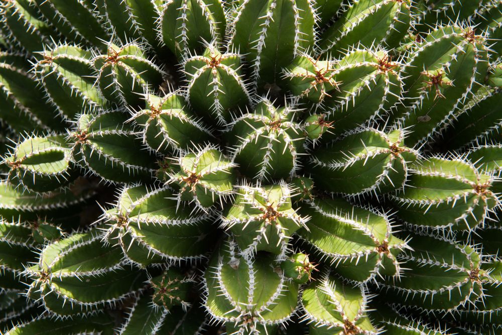 Bunch of prickly cactus