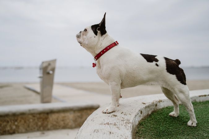 Small dog standing on rocks near sea
