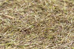 Newly harvested wild rice