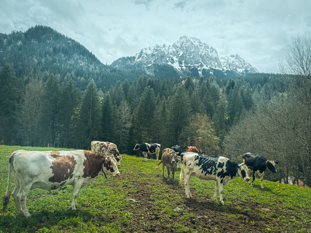 Cattle below the Videmanette mountain, Rougemont, Switzerland