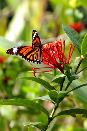 Monarch butterfly perched on red flower in close up