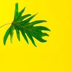 Green tropical leaf on yellow background
