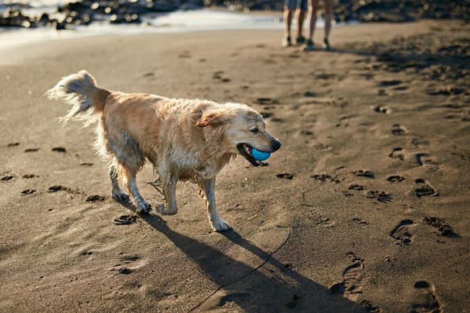 Dogs running near waving sea