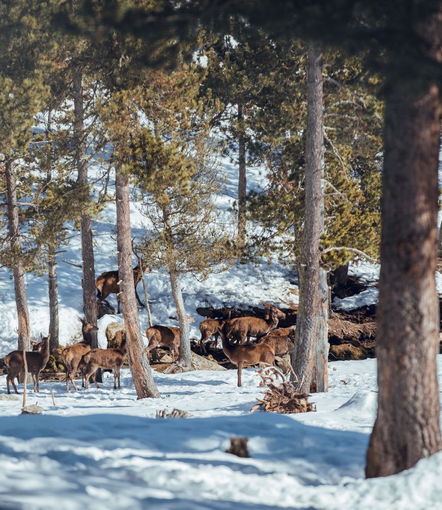 Noble deers near trees between snow