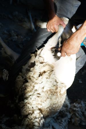 Crop man shearing sheep in barn
