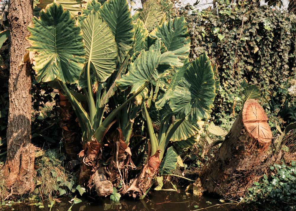 Leafy foliage on the river embankment